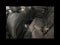 2024 MINI HARDTOP 4 DOOR Signature
